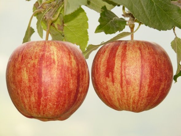помогают ли яблоки похудеть